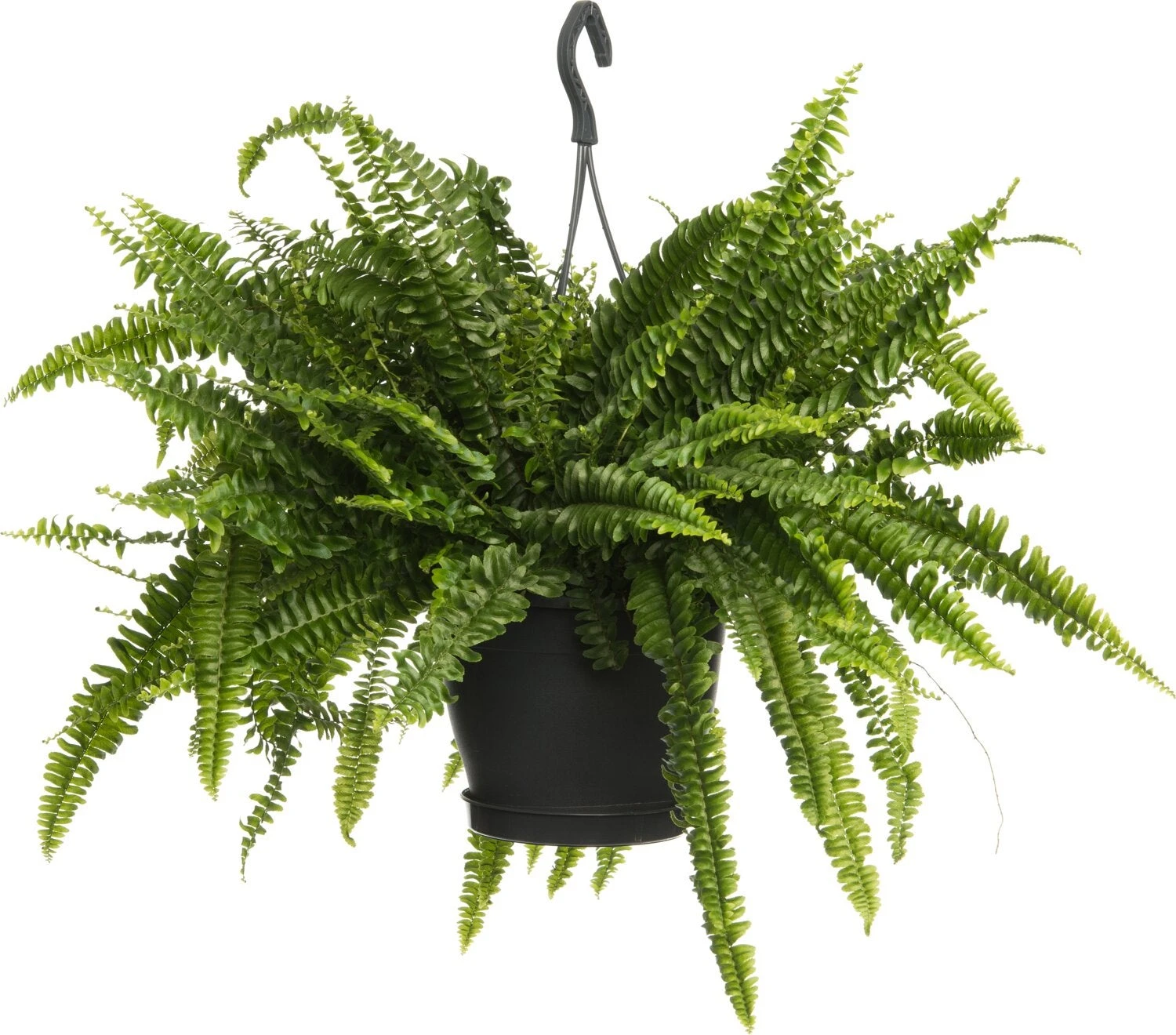 Krulvaren In Hangpot (Nephrolepis Exaltata 'Green Lady') D 20 H 60 Cm 3 Krulvaren In Hangpot (Nephrolepis Exaltata 'Green Lady') D 20 H 60 Cm