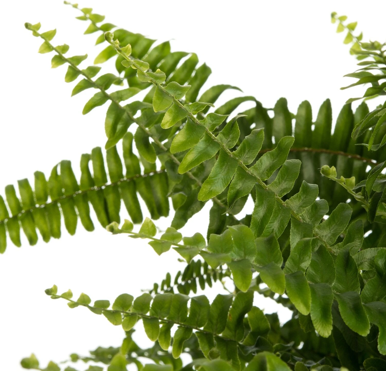 Krulvaren In Hangpot (Nephrolepis Exaltata 'Green Lady') D 20 H 60 Cm 4 Krulvaren In Hangpot (Nephrolepis Exaltata 'Green Lady') D 20 H 60 Cm - Afbeelding 2