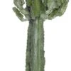 Cowboycactus (Euphorbia Ingens) D 24 H 100 Cm -Groene Tuin Winkel 8717263712459 1