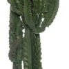 Cowboycactus (Euphorbia Ingens) D 30 H 140 Cm