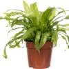 Nestvaren (Asplenium Antiquum) D 12 H 25 Cm -Groene Tuin Winkel 8717263716266