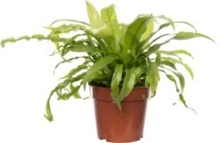 Nestvaren (Asplenium Antiquum) D 12 H 25 Cm