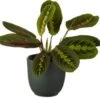 Tiengebodenplant (Maranta Leuconeura 'Erythroneura') D 12 H 25 Cm
