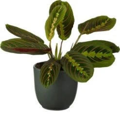 Tiengebodenplant (Maranta Leuconeura 'Erythroneura') D 12 H 25 Cm