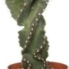 Spiraalcactus (Cereus Spiralis) D 11 H 25 Cm -Groene Tuin Winkel 8717263716778