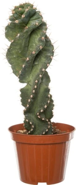 Spiraalcactus (Cereus Spiralis) D 11 H 25 Cm