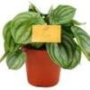 Watermeloen (Peperomia Argyreia) D 12 H 20 Cm