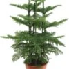 Kamerden (Araucaria Heterophylla) D 27 H 100 Cm -Groene Tuin Winkel 8717263717225 1