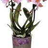 Mini Vlinderorchidee 2 Tak (Phalaenopsis 'Little Kolibri') Roze D 9 H 30 Cm 1 Mini Vlinderorchidee 2 Tak (Phalaenopsis 'Little Kolibri') Roze D 9 H 30 Cm -Groene Tuin Winkel 8717263717423 0