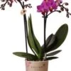 Mini Vlinderorchidee 2 Tak (Phalaenopsis Kolibri) Paars D 9 H 40 Cm 1 Mini Vlinderorchidee 2 Tak (Phalaenopsis Kolibri) Paars D 9 H 40 Cm -Groene Tuin Winkel 8717263717430 1