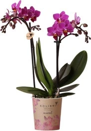 Mini Vlinderorchidee 2 Tak (Phalaenopsis Kolibri) Paars D 9 H 40 Cm 3 Mini Vlinderorchidee 2 Tak (Phalaenopsis Kolibri) Paars D 9 H 40 Cm