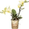 Mini Vlinderorchidee 2 Tak (Phalaenopsis 'Little Kolibri') Geel D 9 H 30 Cm -Groene Tuin Winkel 8717263717447