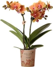 Mini Vlinderorchidee 2 Tak (Phalaenopsis Kolibri) Oranje D 9 H 40 Cm