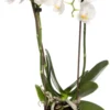 Mini Vlinderorchidee 3 Tak (Phalaenopsis 'Little Kolibri') Wit D 9 H 30 Cm -Groene Tuin Winkel 8717263717485 scaled