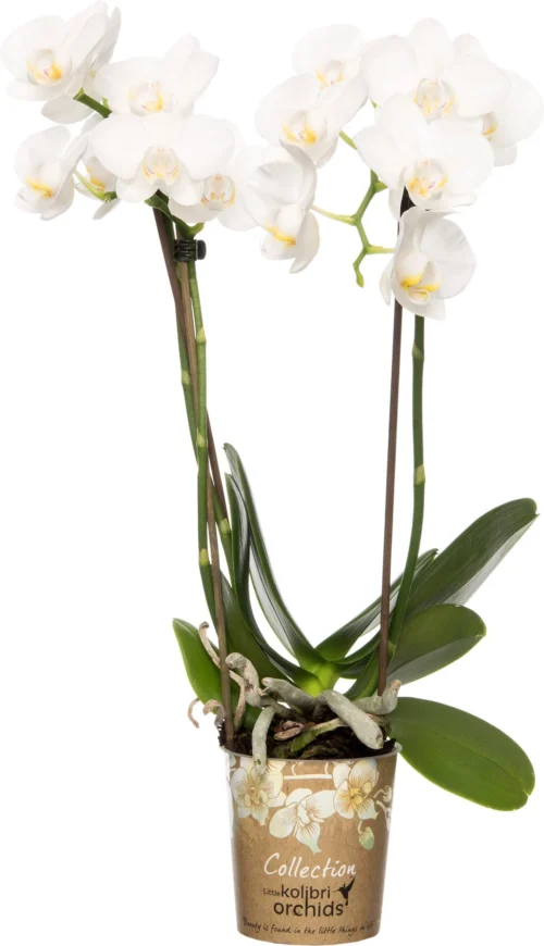 Mini Vlinderorchidee 3 Tak (Phalaenopsis 'Little Kolibri') Wit D 9 H 30 Cm