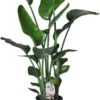 Paradijsvogelplant (Strelitzia Nicolai) D 24 H 110 Cm