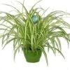 Graslelie In Hangpot (Chlorophytum Comosum 'Vittatum') D 14 H 45 Cm -Groene Tuin Winkel 8717263717799