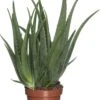 Aloë (Aloë Vera) D 19 H 60 Cm 2 Aloë (Aloë Vera) D 19 H 60 Cm -Groene Tuin Winkel 8717263717935