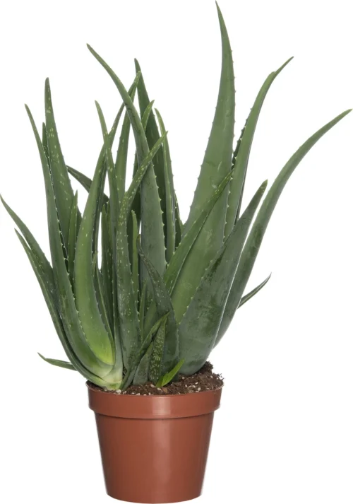 Aloë (Aloë Vera) D 19 H 60 Cm