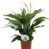 Lepelplant (Spathiphyllum 'Sweet Silvio') D 14 H 60 Cm 1 Lepelplant (Spathiphyllum 'Sweet Silvio') D 14 H 60 Cm -Groene Tuin Winkel 8717263718147