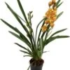 Cymbidium (Cymbidium) Oranje D 14 H 85 Cm -Groene Tuin Winkel 8717263718406