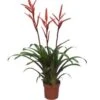 Vriesea (Vriesea 'Elan') D 12 H 60 Cm -Groene Tuin Winkel 8717263718673