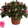 Azalea (Rhododendron Luxe 'Bont') D 12 H 25 Cm -Groene Tuin Winkel 8717263718819 0