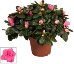 Azalea (Rhododendron Luxe 'Bont') D 12 H 25 Cm