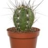 Cactus (Cactus Stetsonia 'Coryne') D 10,5 H 12 Cm