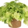 Kindje-op-moeders-schoot (Tolmiea Menziesii) D 12 H 20 Cm -Groene Tuin Winkel 8717263719380