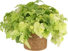 Kindje-op-moeders-schoot (Tolmiea Menziesii) D 12 H 20 Cm 3 Kindje-op-moeders-schoot (Tolmiea Menziesii) D 12 H 20 Cm