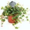 Peperomia (Peperomia 'Pepperspot') D 11 H 25 Cm -Groene Tuin Winkel 8717263719427
