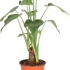 Olifantsoor (Alocasia Cucullata) D 12 H 50 Cm 1 Olifantsoor (Alocasia Cucullata) D 12 H 50 Cm -Groene Tuin Winkel 8717263720058