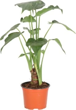 Olifantsoor (Alocasia Cucullata) D 12 H 50 Cm