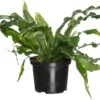 Krokodillenvaren (Microsorum Mussifolium 'Crocodylus') D 23 H 60 Cm -Groene Tuin Winkel 8717263720089