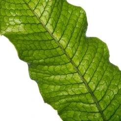 Krokodillenvaren (Microsorum Mussifolium 'Crocodylus') D 23 H 60 Cm -Groene Tuin Winkel 8717263720089 2