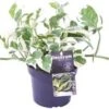 Drakenklimop (Epipremnum Aureum 'N'Joy') D 12 H 15 Cm -Groene Tuin Winkel 8717263720195 1