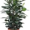 Groene Vijg (Ficus Cyathistipula) D 34 H 130 Cm 1 Groene Vijg (Ficus Cyathistipula) D 34 H 130 Cm -Groene Tuin Winkel 8717263720683