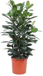Groene Vijg (Ficus Cyathistipula) D 34 H 130 Cm