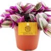 Vaderplant (Tradescantia Albiflora 'Nanouk') D 12 H 20 Cm -Groene Tuin Winkel 8717263720713