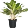 Aglaonema (Aglaonema 'Keylime') D 24 H 70 Cm -Groene Tuin Winkel 8717263720805
