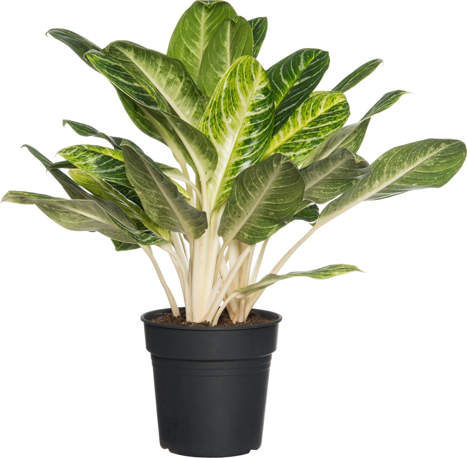 Aglaonema (Aglaonema 'Keylime') D 24 H 70 Cm 3 Aglaonema (Aglaonema 'Keylime') D 24 H 70 Cm