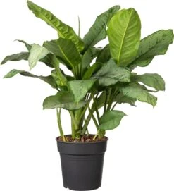 Aglaonema (Aglaonema 'Silver Moon') D 24 H 70 Cm