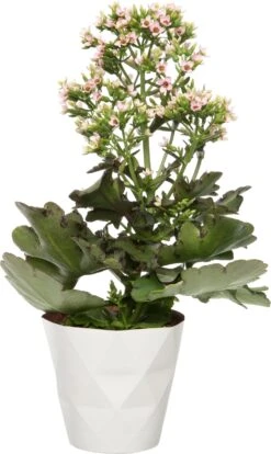 Kalanchoë (Kalanchoë 'Femini Pink') D 14 H 40 Cm