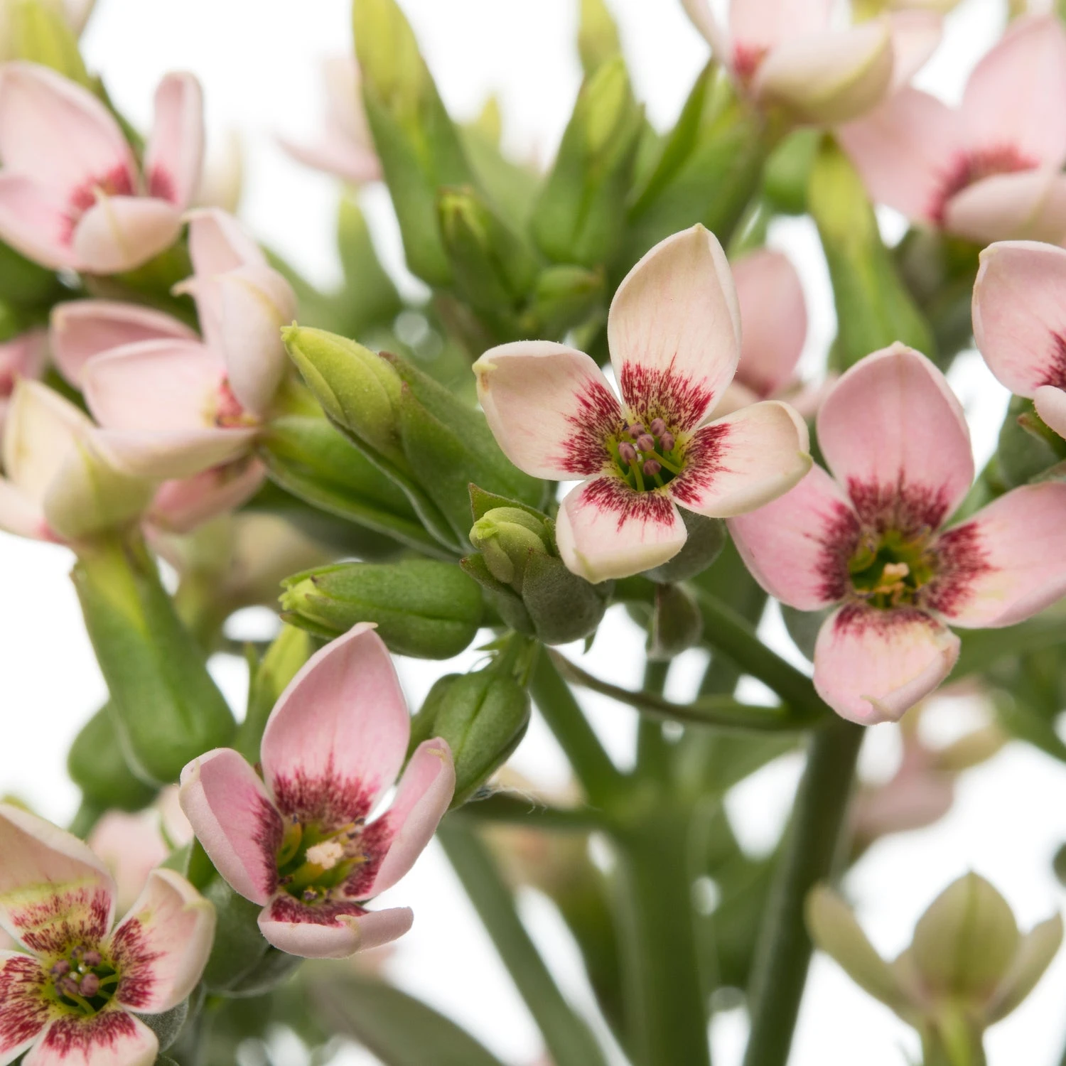 Kalanchoë (Kalanchoë 'Femini Pink') D 14 H 40 Cm 4 Kalanchoë (Kalanchoë 'Femini Pink') D 14 H 40 Cm - Afbeelding 2