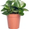 Peperomia (Peperomia Obtusa 'Variegata') D 11 H 25 Cm -Groene Tuin Winkel 8717263720973