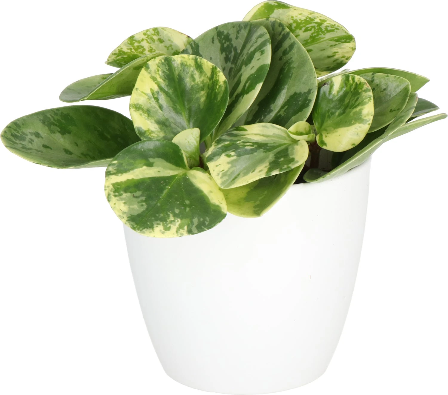 Peperomia (Peperomia Obtusa 'Variegata') D 11 H 25 Cm 4 Peperomia (Peperomia Obtusa 'Variegata') D 11 H 25 Cm - Afbeelding 2