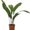 Kwartjesplant (Aspidistra Elatior) D 13 H 50 Cm 2 Kwartjesplant (Aspidistra Elatior) D 13 H 50 Cm -Groene Tuin Winkel 8717263721215