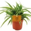 Graslelie (Chlorophytum Comosum 'Ocean') D 10;5 H 15 Cm -Groene Tuin Winkel 8717263721291