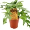 Philodendron (Philodendron Minima) D 12 H 30 Cm 2 Philodendron (Philodendron Minima) D 12 H 30 Cm -Groene Tuin Winkel 8717263721352 1